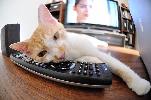 乐鱼app-“2025世界运动会东安湖赛场：铁人三项选手展现无与伦比的韧性”