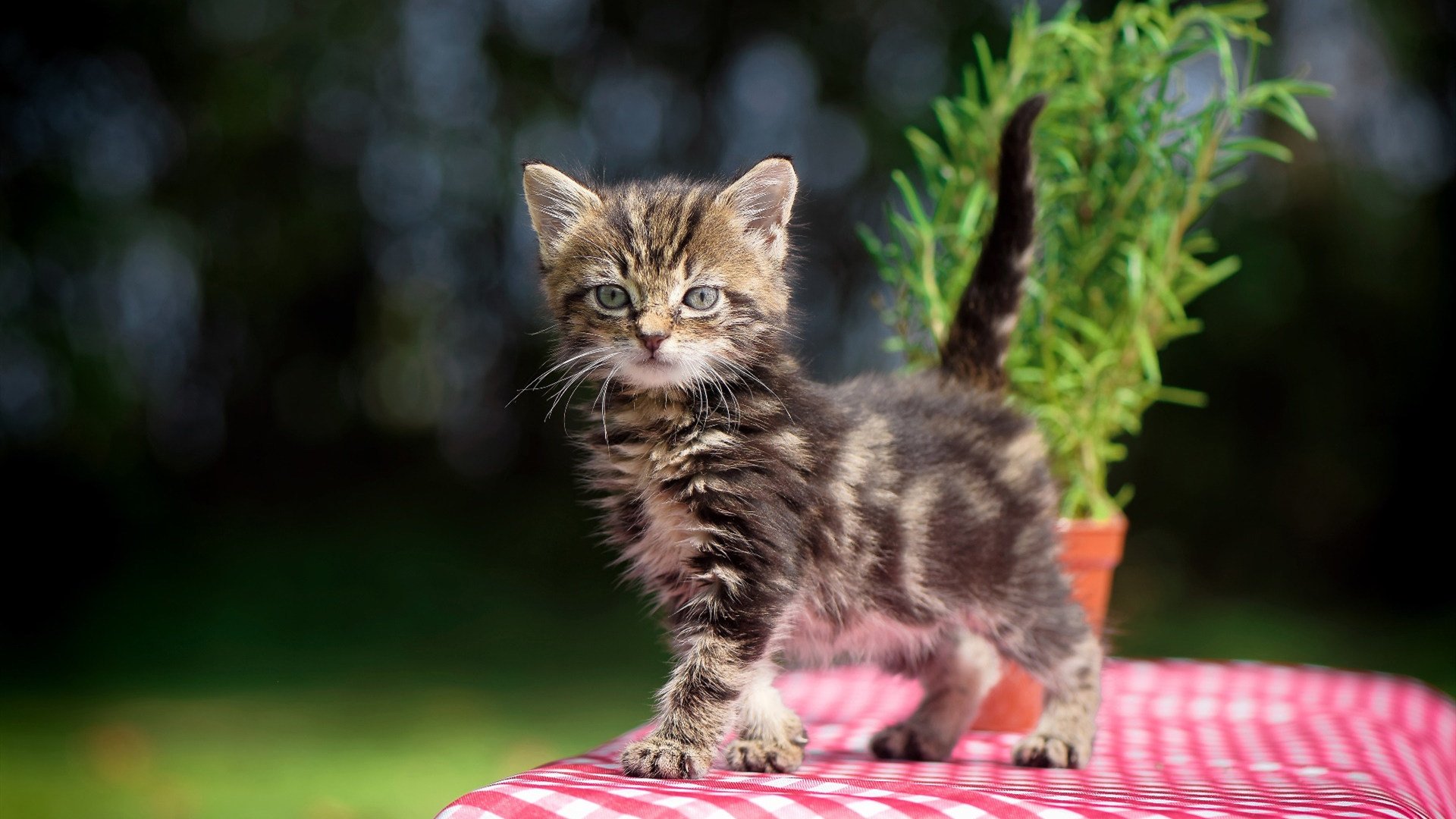 乐鱼体育APP官方下载-“东部新区定向赛场：徒步越野带来全新赛事体验”