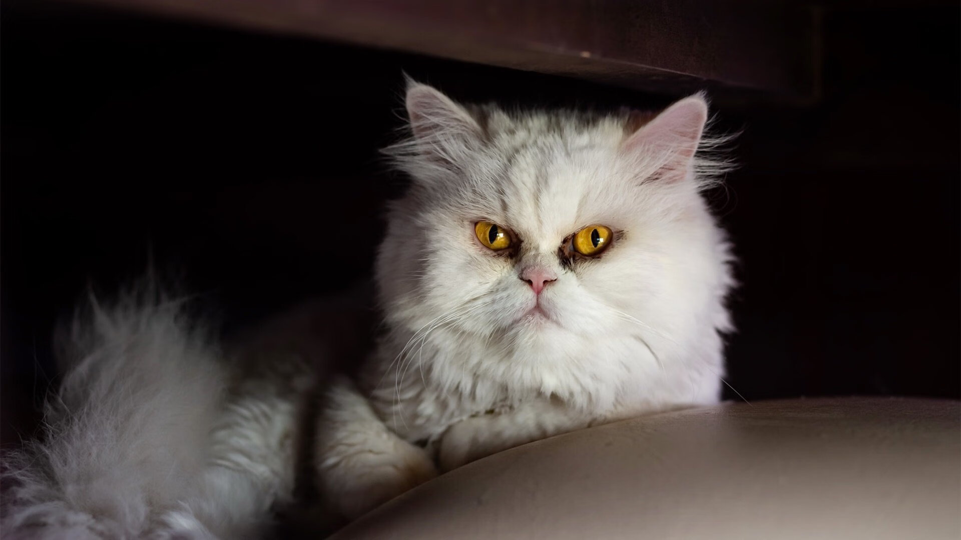 leyu乐鱼在线登录入口-中国乒乓球队备战巴黎奥运，阵容调整，国乒巴黎奥运会男乒还有人吗