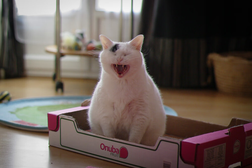 乐鱼娱乐app-加拿大队在国际乒联混合团体世界杯中的突出表现和技术突破,加拿大代表队乒乓球