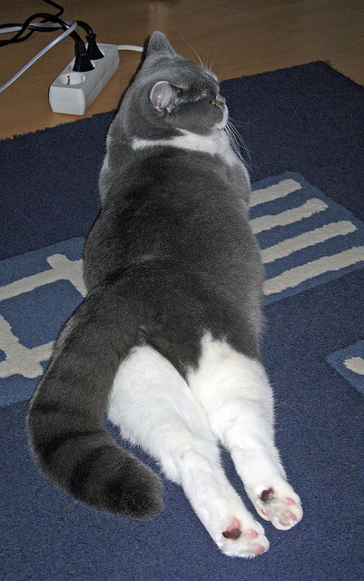 乐鱼体育(中国)官方网站-阿尔及利亚首位球员 Faredj Messaoudi 签约日本职业 3×3 联赛，脸腮帮子肿疼了怎么回事