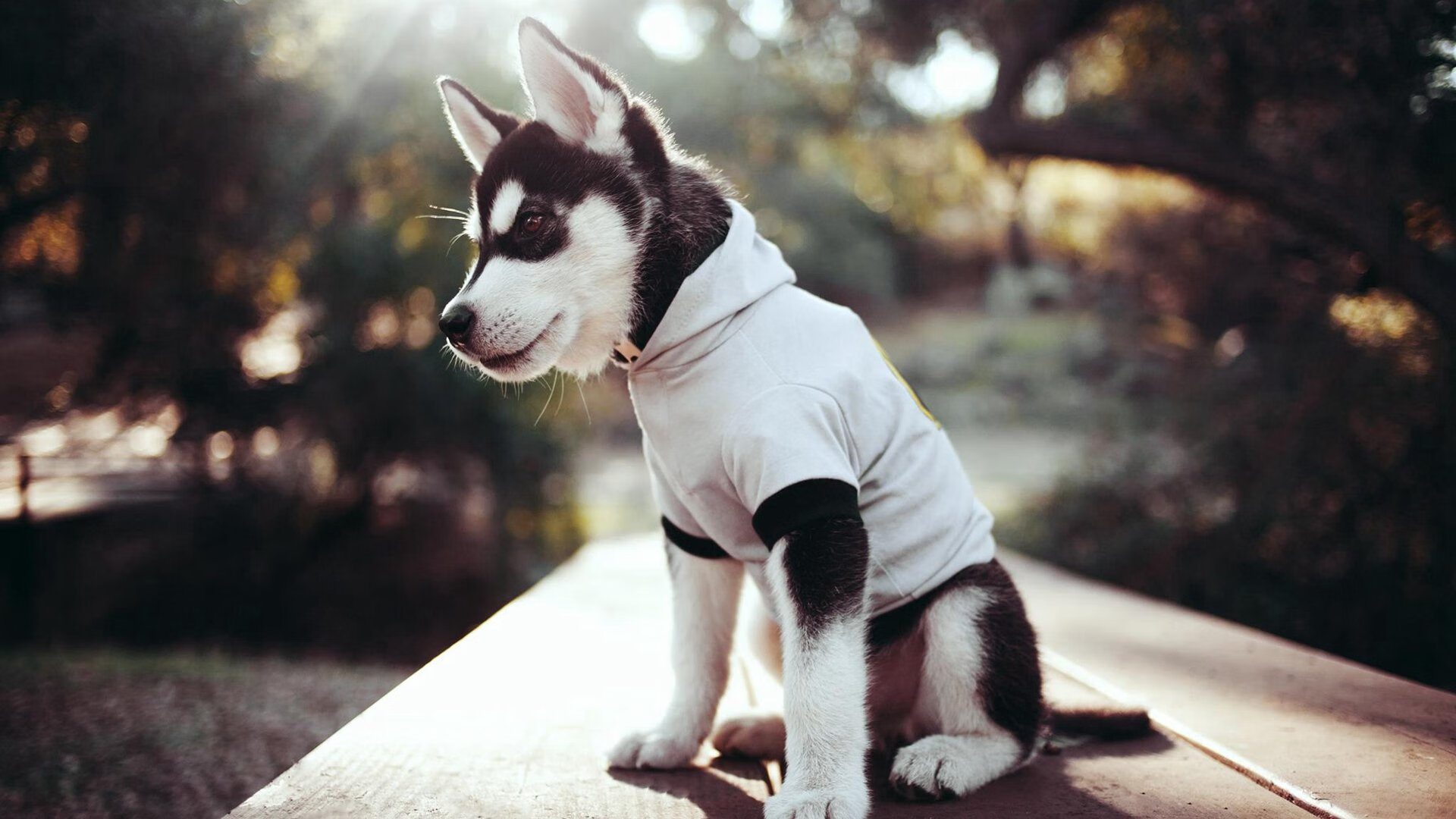 乐鱼体育-世界杯最精彩瞬间:让人瞬间心动的高光时刻,世界杯名场面