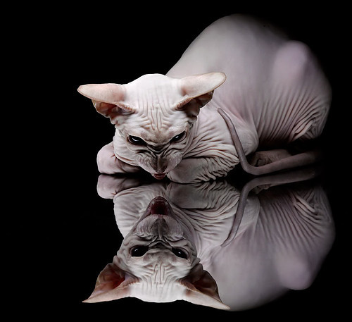 乐鱼官网-塔特的灵活突破能力,让袋鼠队的进攻更具威胁,塔特的灵活突破能力,让袋鼠队的进攻更具威胁