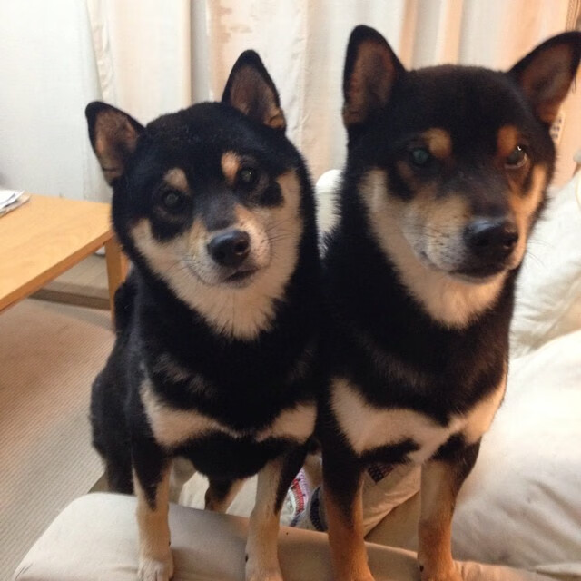 乐鱼官网-澳大利亚橄榄球：全球赛场新一轮挑战开始，澳大利亚的橄榄球用英文怎么说