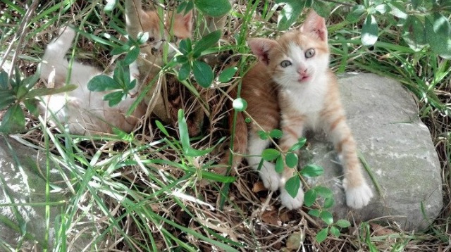 乐鱼官网-莱德基稳扎稳打刷新个人最佳成绩，莱德基技术